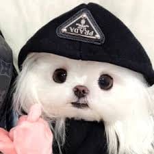 Dingdong Avanzado's avatar